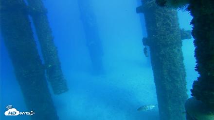 Scripps Pier Underwater Live Webcam - Oct 19, 2026, 3:54pm PDT