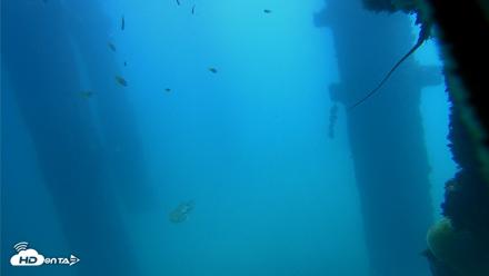Scripps Pier Underwater Live Webcam - Oct 9, 2026, 12:02pm PDT