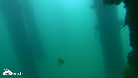 Scripps Pier Underwater Live Webcam - Sep 18, 2026, 10:43am PDT