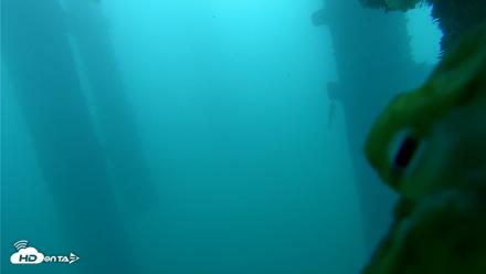 Scripps Pier Underwater Live Webcam - Oct 13, 2026, 7:17am PDT