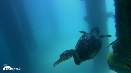 Scripps Pier Underwater Live Webcam - Aug 27, 2026, 12:40pm PDT