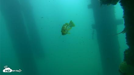Scripps Pier Underwater Live Webcam - Sep 18, 2026, 10:43am PDT