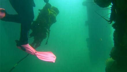 Scripps Pier Underwater Live Webcam - Oct 20, 2025, 11:14am PDT