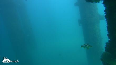 Scripps Pier Underwater Live Webcam - Oct 13, 2026, 2:51pm PDT