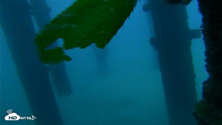Scripps Pier Underwater Live Webcam - Sep 30, 2026, 6:45am PDT