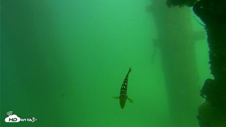 Scripps Pier Underwater Live Webcam - Sep 18, 2026, 2:57pm PDT