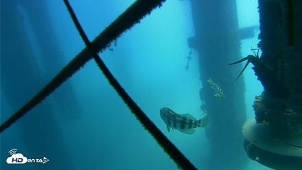 Scripps Pier Underwater Live Webcam - Aug 5, 2026, 12:44pm PDT