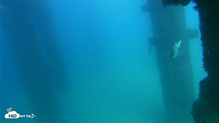 Scripps Pier Underwater Live Webcam - Sep 19, 2026, 3:30pm PDT