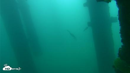 Scripps Pier Underwater Live Webcam - Oct 12, 2026, 10:14am PDT