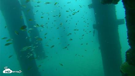 Scripps Pier Underwater Live Webcam - Sep 17, 2026, 8:04am PDT