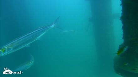 Scripps Pier Underwater Live Webcam - Aug 20, 2026, 2:42pm PDT