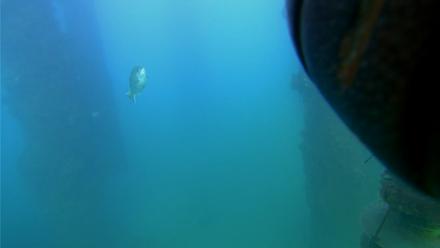 Scripps Pier Underwater Live Webcam - Sep 10, 2025, 6:01pm PDT