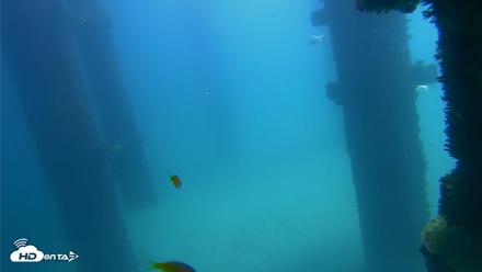 Scripps Pier Underwater Live Webcam - Sep 20, 2026, 12:31pm PDT