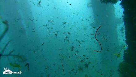 Scripps Pier Underwater Live Webcam - Oct 1, 2026, 9:15am PDT