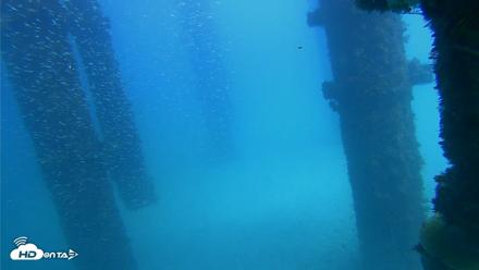 Scripps Pier Underwater Live Webcam - Oct 7, 2026, 2:02pm PDT