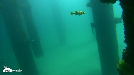 Scripps Pier Underwater Live Webcam - Sep 26, 2026, 11:54am PDT