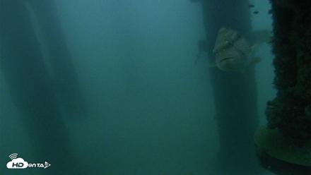 Scripps Pier Underwater Live Webcam - Aug 25, 2026, 6:06am PDT