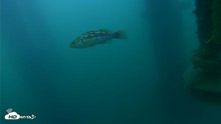 Scripps Pier Underwater Live Webcam - Jul 15, 2026, 6:09am PDT