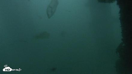 Scripps Pier Underwater Live Webcam - Oct 12, 2026, 6:40am PDT