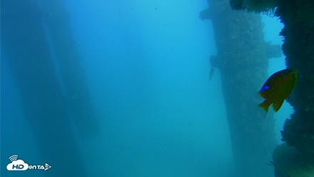 Scripps Pier Underwater Live Webcam - Oct 20, 2026, 3:44pm PDT