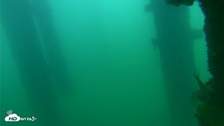 Scripps Pier Underwater Live Webcam - Sep 24, 2026, 8:16am PDT