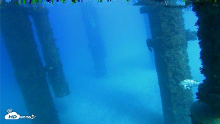 Scripps Pier Underwater Live Webcam - Oct 19, 2026, 3:54pm PDT