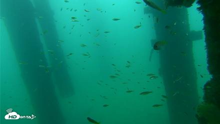 Scripps Pier Underwater Live Webcam - Sep 17, 2026, 9:14am PDT