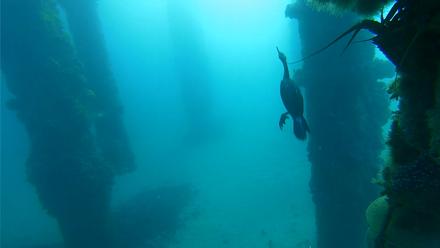 Scripps Pier Underwater Live Webcam - Nov 30, 2025, 7:27am PST