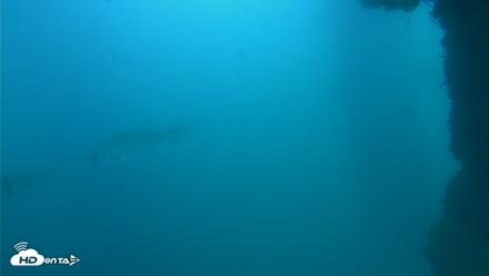 Scripps Pier Underwater Live Webcam - Oct 11, 2026, 2:22pm PDT