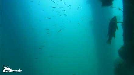 Scripps Pier Underwater Live Webcam - Apr 18, 2026, 10:47am PDT