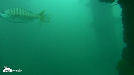 Scripps Pier Underwater Live Webcam - Oct 11, 2026, 12:06pm PDT