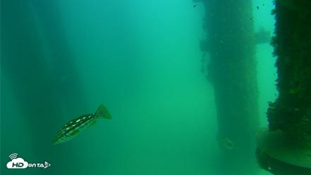 Scripps Pier Underwater Live Webcam - Aug 14, 2026, 1:56pm PDT