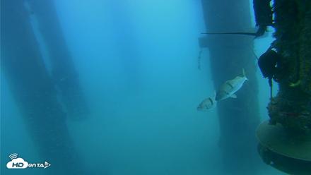 Scripps Pier Underwater Live Webcam - Aug 4, 2026, 9:27am PDT