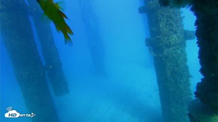 Scripps Pier Underwater Live Webcam - Oct 19, 2026, 4:26pm PDT