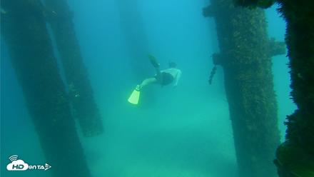 Scripps Pier Underwater Live Webcam - Sep 24, 2026, 2:57pm PDT