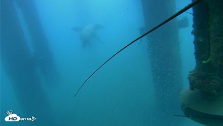 Scripps Pier Underwater Live Webcam - Aug 3, 2026, 8:05am PDT