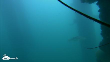 Scripps Pier Underwater Live Webcam - Oct 23, 2026, 2:11pm PDT