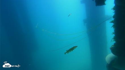 Scripps Pier Underwater Live Webcam - Apr 17, 2026, 12:04pm PDT