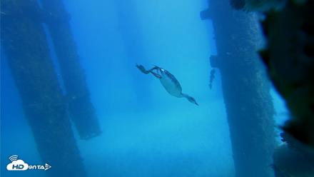 Scripps Pier Underwater Live Webcam - Oct 20, 2026, 1:41pm PDT