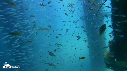 Scripps Pier Underwater Live Webcam - Aug 27, 2026, 12:38pm PDT