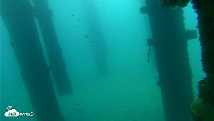 Scripps Pier Underwater Live Webcam - Sep 17, 2026, 7:46am PDT