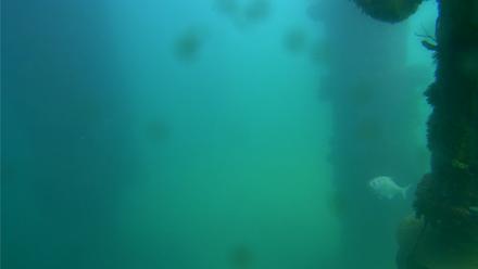 Scripps Pier Underwater Live Webcam - Oct 7, 2025, 1:42pm PDT