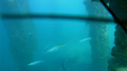 Scripps Pier Underwater Live Webcam - Jan 14, 2026, 3:11pm PST