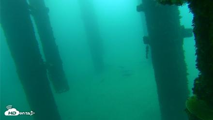 Scripps Pier Underwater Live Webcam - Oct 8, 2026, 9:30am PDT