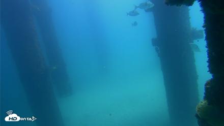 Scripps Pier Underwater Live Webcam - Sep 20, 2026, 12:32pm PDT