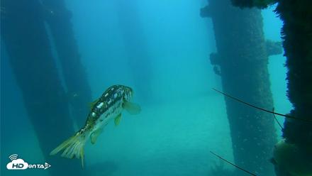 Scripps Pier Underwater Live Webcam - Oct 6, 2026, 1:26pm PDT