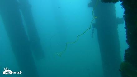 Scripps Pier Underwater Live Webcam - Oct 1, 2026, 8:07am PDT