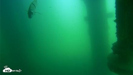 Scripps Pier Underwater Live Webcam - Jul 15, 2026, 11:32am PDT