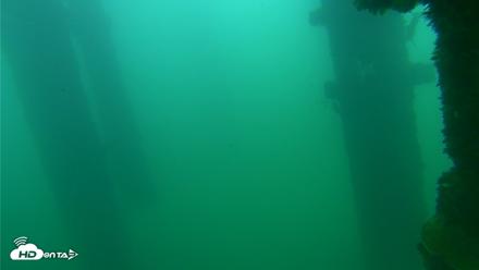 Scripps Pier Underwater Live Webcam - Sep 24, 2026, 8:20am PDT