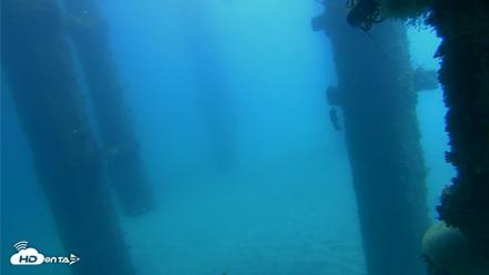 Scripps Pier Underwater Live Webcam - Oct 21, 2026, 12:16pm PDT